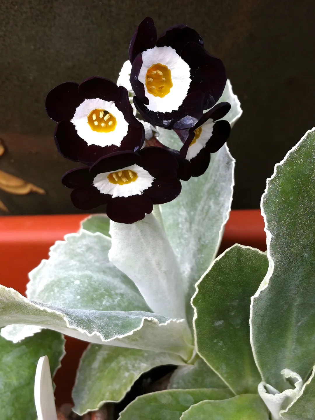 Primula auriculata Seeds: The Alpine Jewel of Spring 🌸🏔️