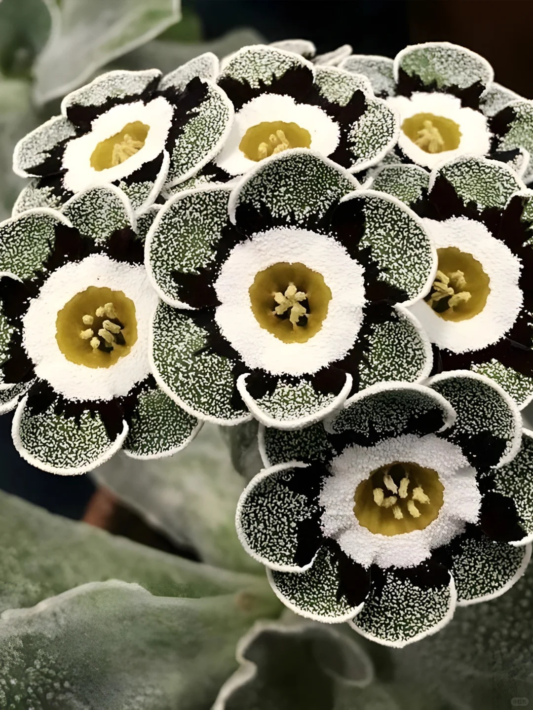 Primula auriculata Seeds: The Alpine Jewel of Spring 🌸🏔️