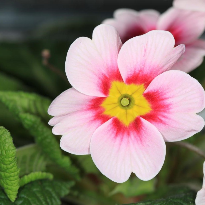 Low light 🌼 Small balcony 🌸 Plant it 🌹 Primrose