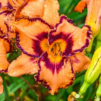Orange Daylily Hybrid Flower Seeds