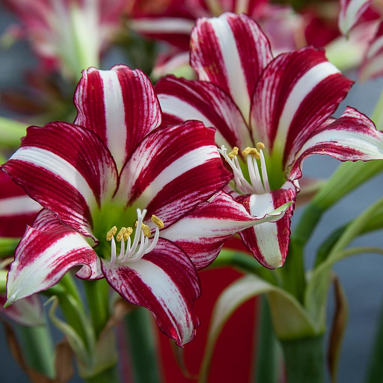 Easy care🌸 Rare Color Lily Seeds 🌸