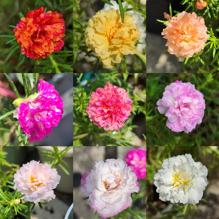 🌼 Moss Rose: The Sunshine Bloom That Thrives with Love! 🌞