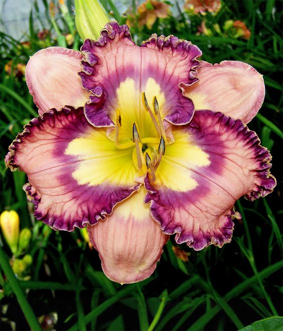 DAYLILY HYBRID FLOWERS SEED