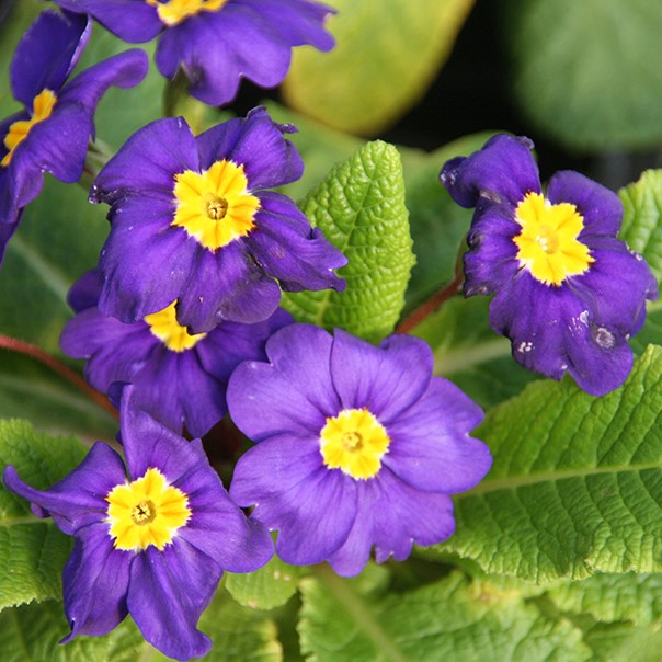 Low light 🌼 Small balcony 🌸 Plant it 🌹 Primrose