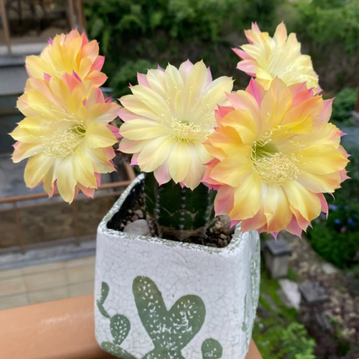 Easy care🌵🌸Flowering Cactus Seeds