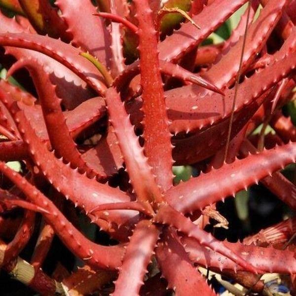 50 seeds aloe cameronii - Red Aloe Vera