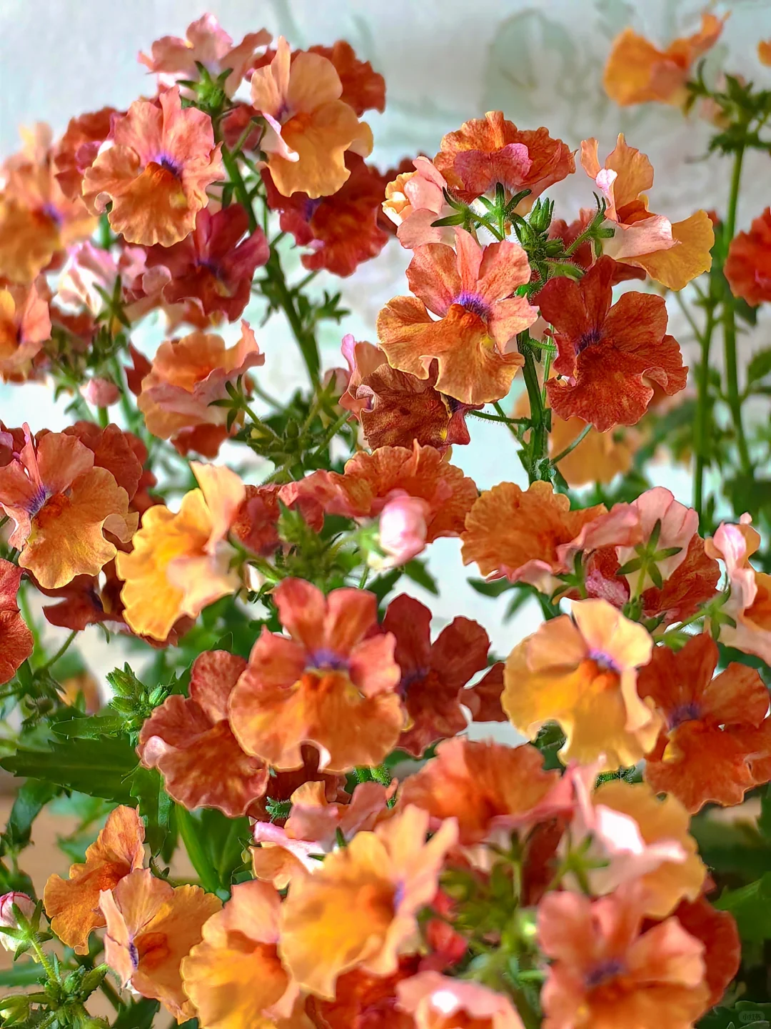 💐💐The teeming world-Dragon Face Flower