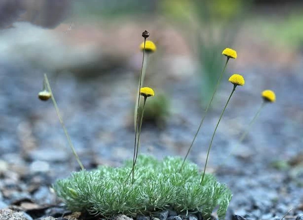 🍬🌸Candy Lantern Ball Flower Seeds – The Charming Garden Jewel