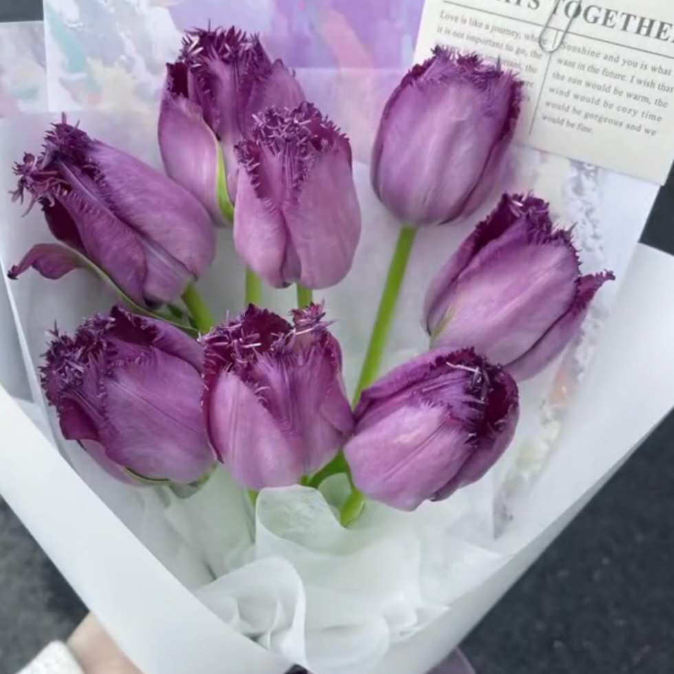 🌟 Rare Fringed Tulip Seeds 🌷✨