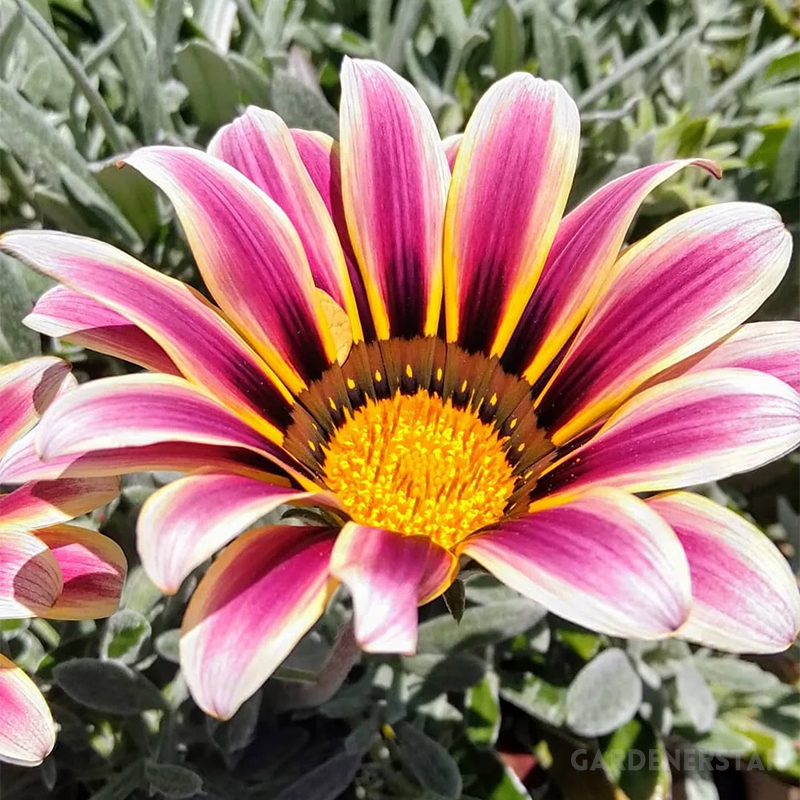 Medal Chrysanthemum Seeds - Flower of Glory