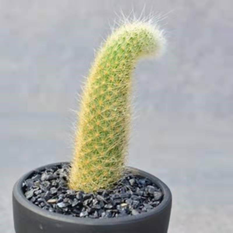 🔥Discount (Today Only)🔥Soft monkey tail cactus-succulent plants