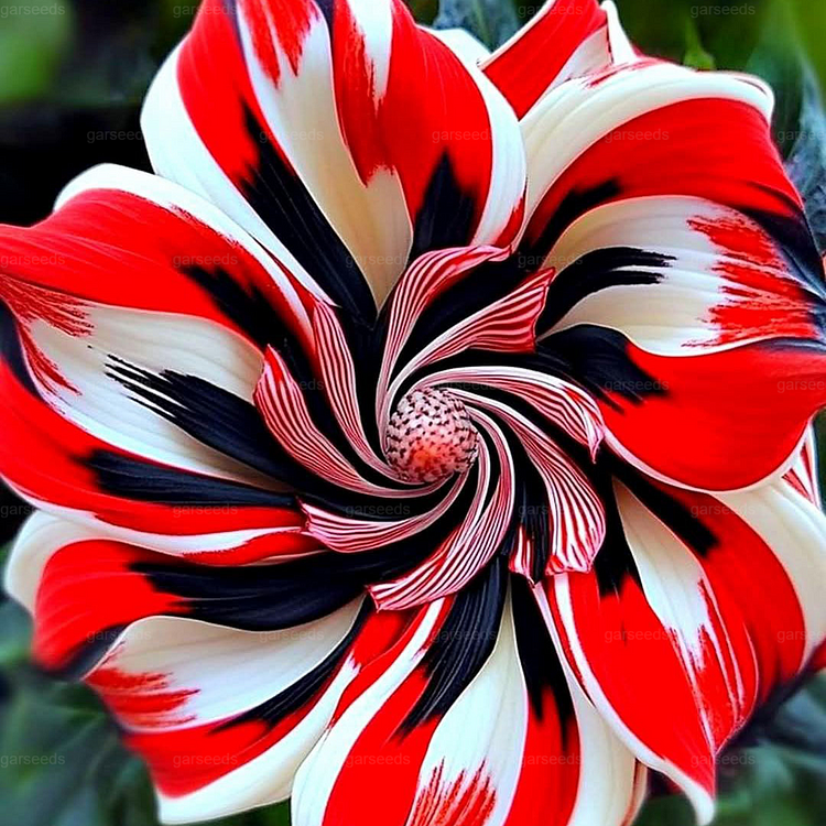 🌺Rare Double Hibiscus Seeds