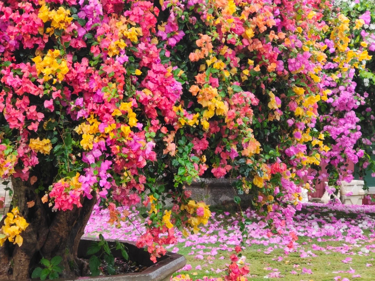 Bougainvillea Seeds: Grow Your Own Tropical Fireworks! 🌱🔥