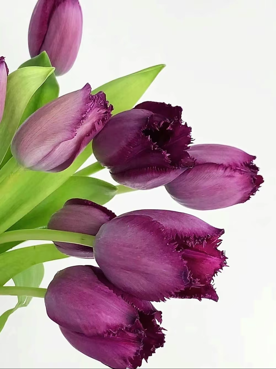 🌟 Rare Fringed Tulip Seeds 🌷✨