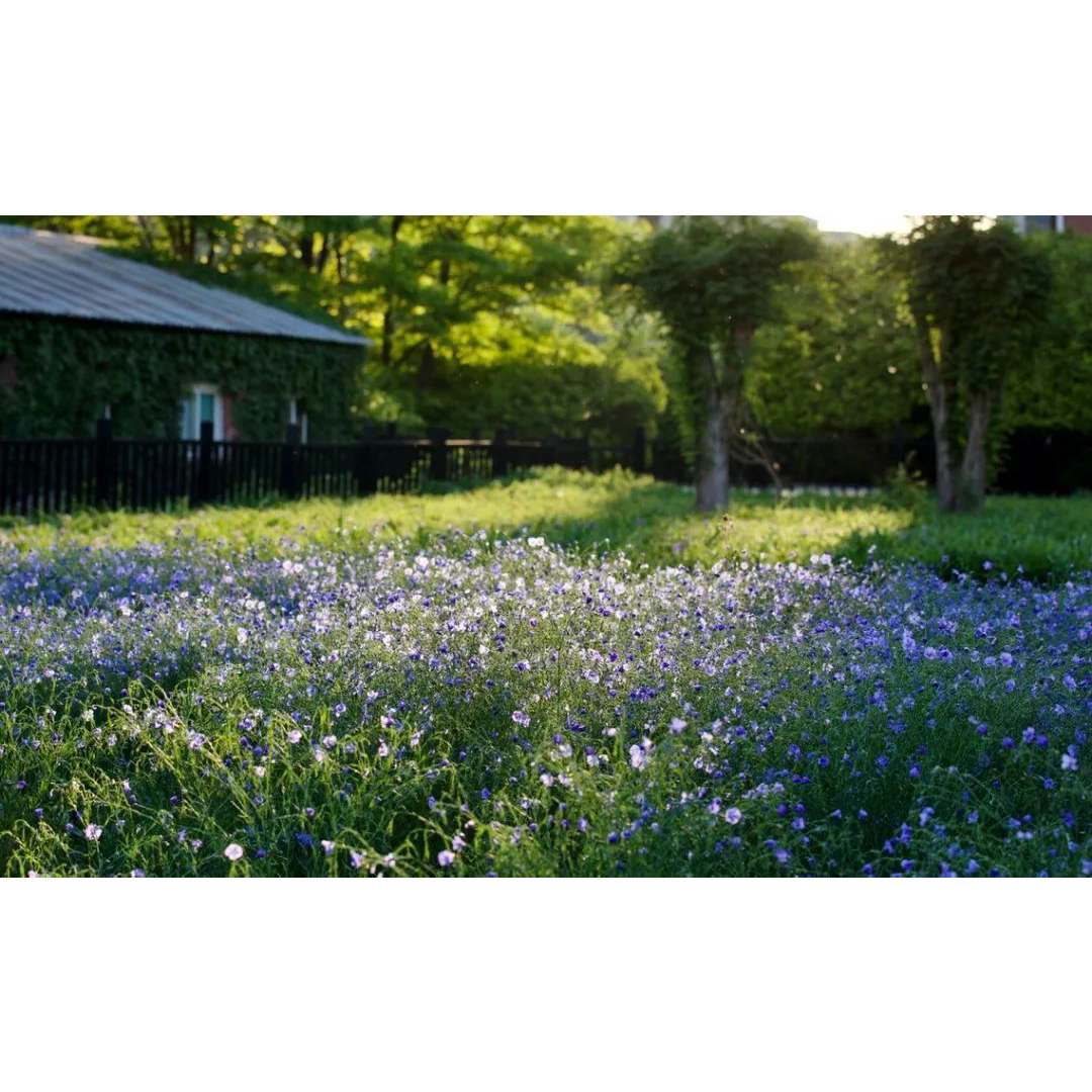 Perennial Blue Flax Seeds
