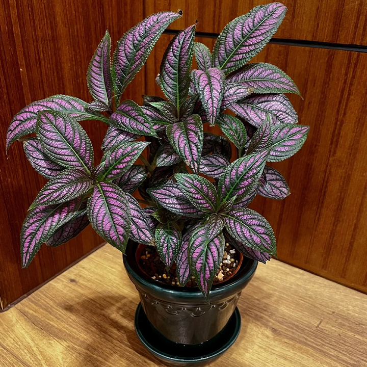 Persian Shield Hued Foliage Plant