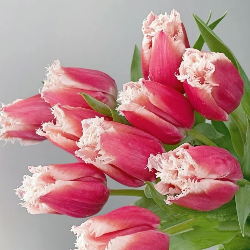 🌟 Rare Fringed Tulip Seeds 🌷✨