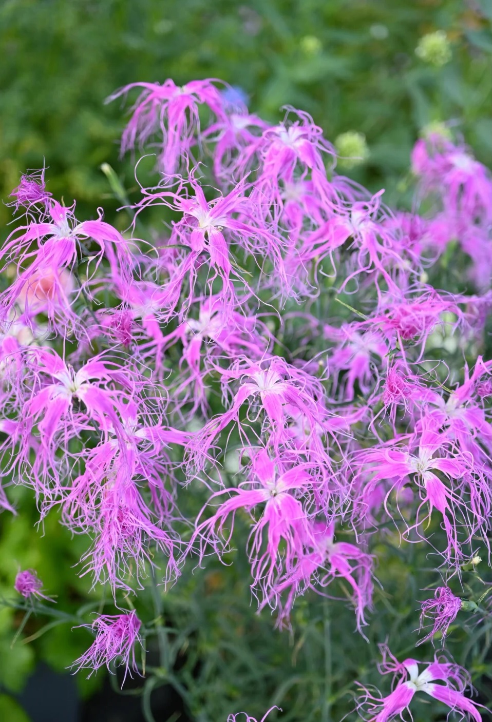 🌸 Ise Nadeshiko seeds – A Heritage of Japanese Elegance 🌸