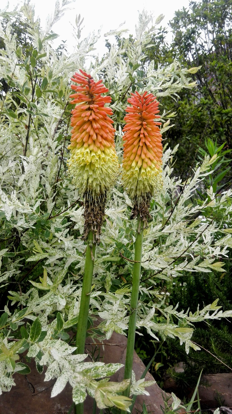 Kniphofia - Traffic Lights