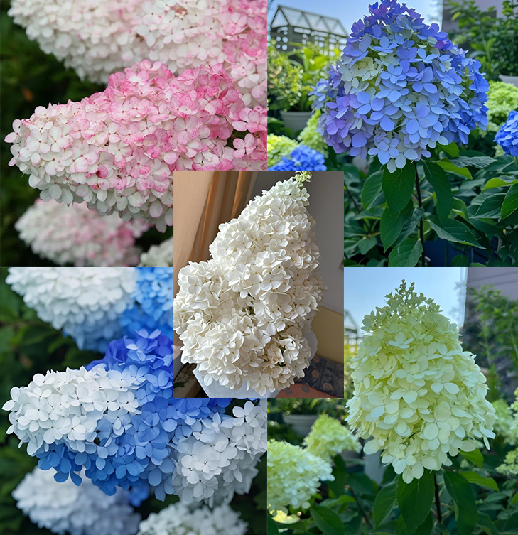 Grow Enchanting Hydrangeas from Seeds! 🌸🌿