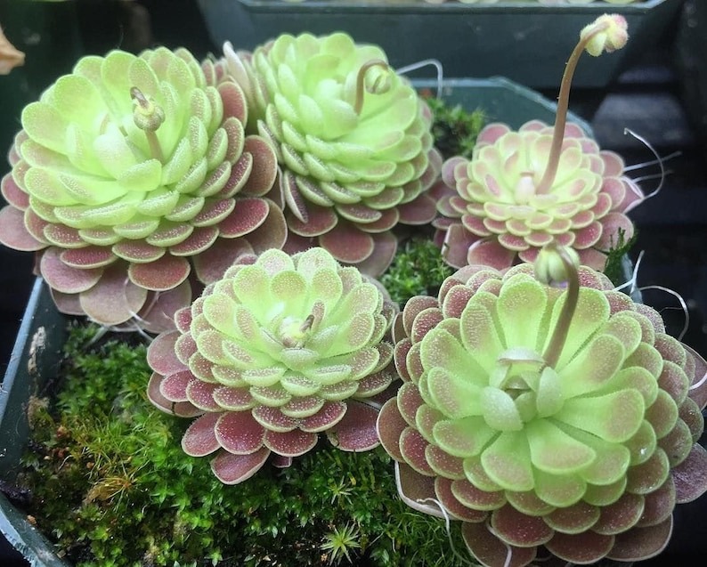 Carnivorous Plants Seeds