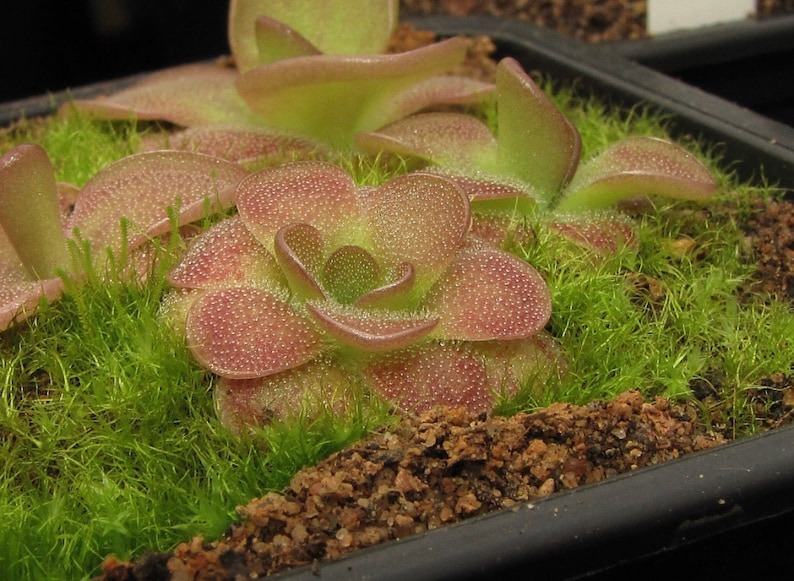 Carnivorous Plants Seeds