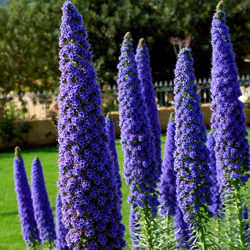 Echium wildpretii