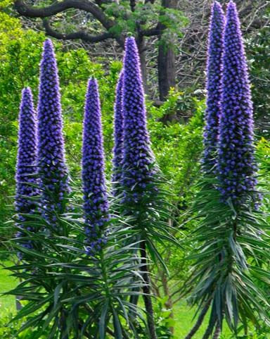 Echium wildpretii
