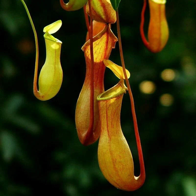 Carnivorous Plants Seeds