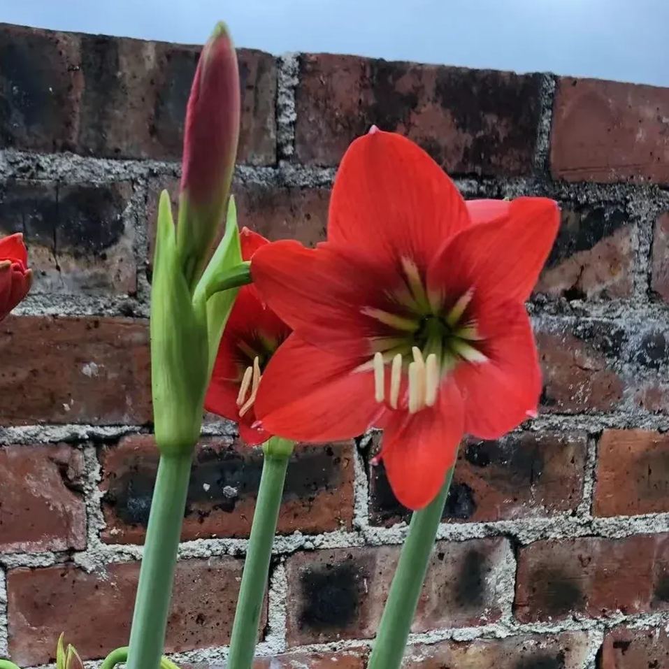 Flame Red Narcissus Bulbs