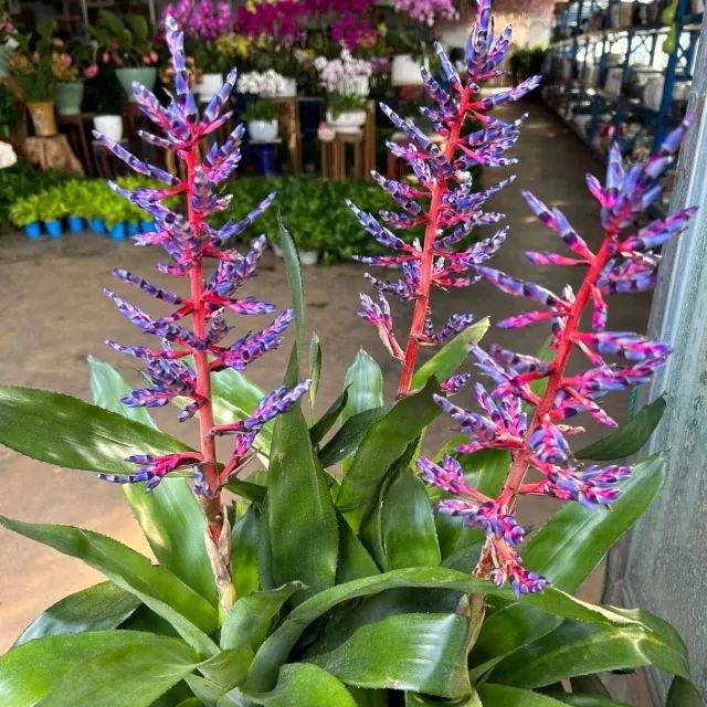 Aechmea Blue Rain 💙🪷 Seeds