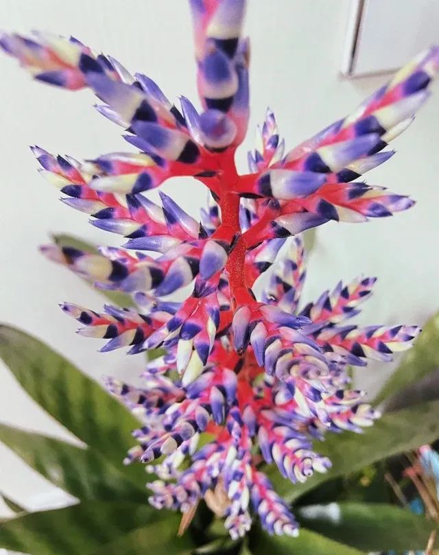 Aechmea Blue Rain 💙🪷 Seeds