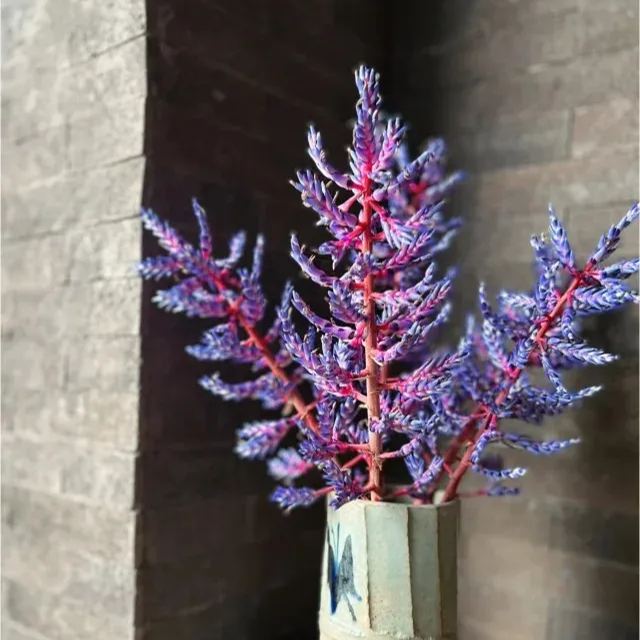 Aechmea Blue Rain 💙🪷 Seeds