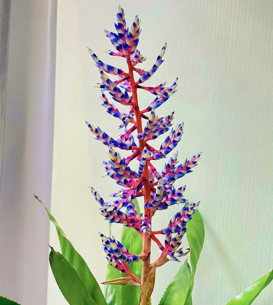 Aechmea Blue Rain 💙🪷 Seeds
