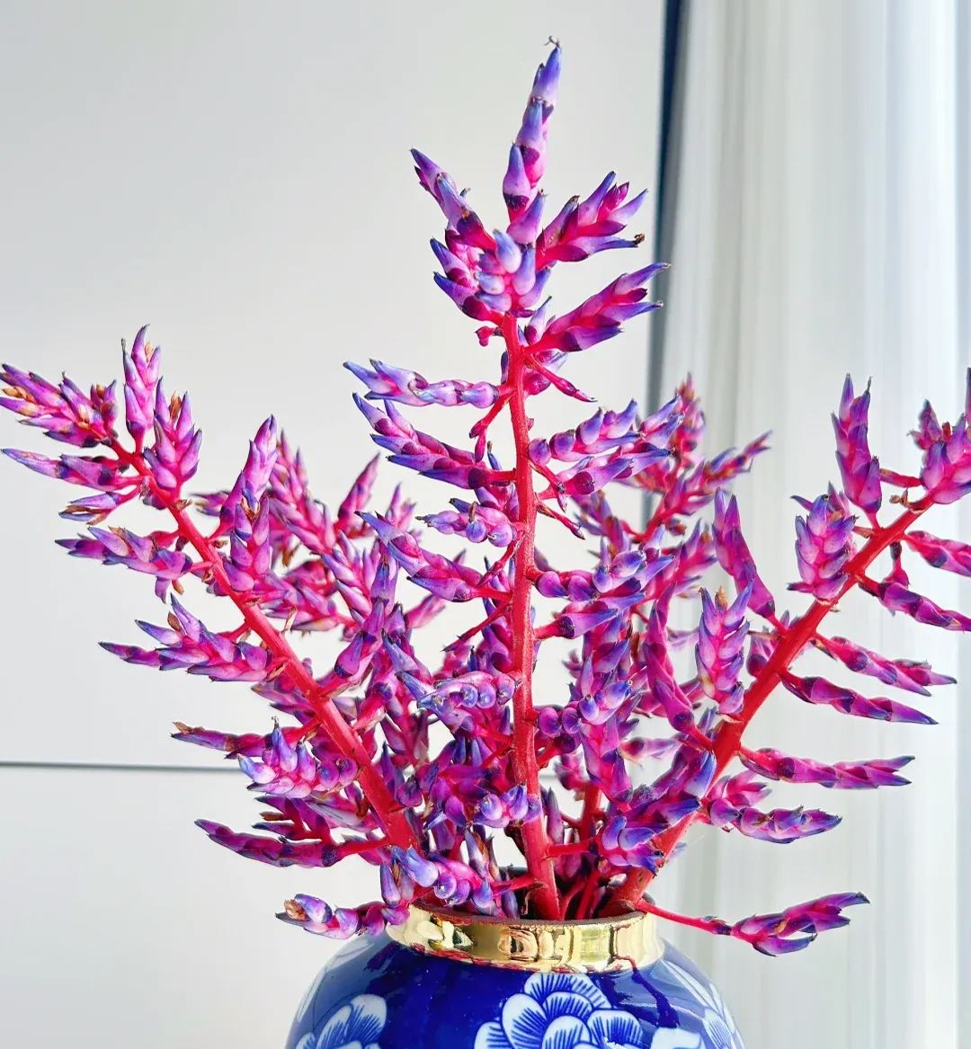 Aechmea Blue Rain 💙🪷 Seeds