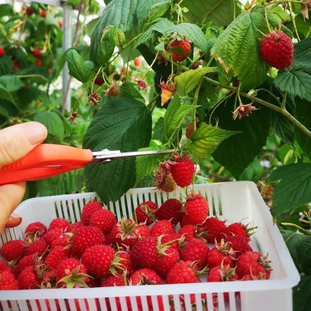 Hot Selling🔥Double Season Red Raspberry