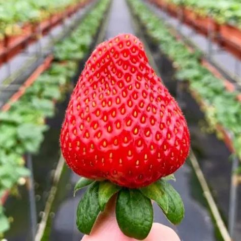 🍓Cream Giant Strawberry Seeds -- Various shapes & Natural juices🥤