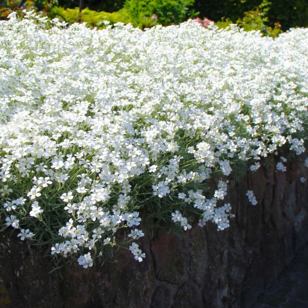 SNOW IN SUMMER-Perennial flower Seeds