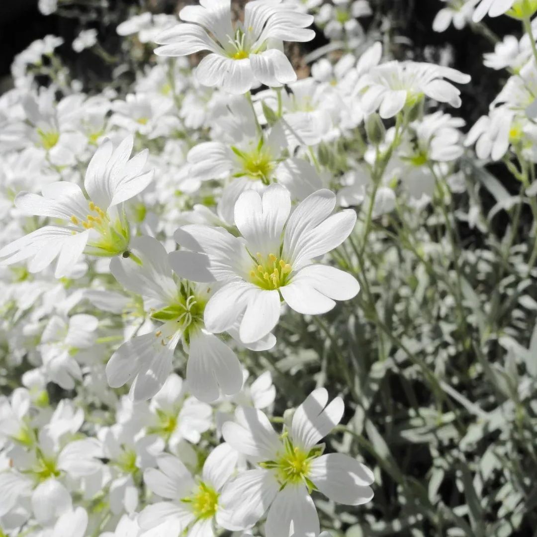 SNOW IN SUMMER-Perennial flower Seeds