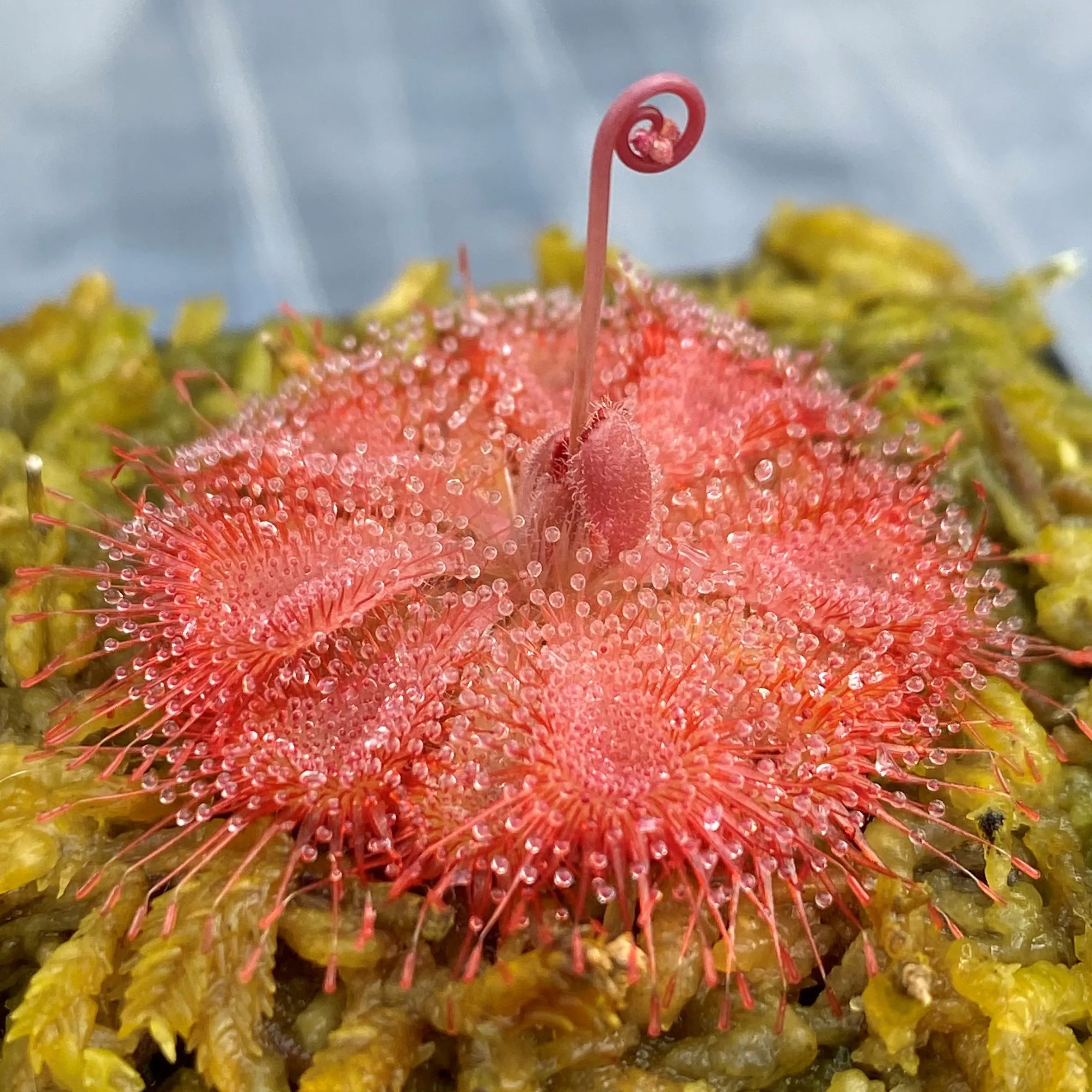 Carnivorous Plants Seeds
