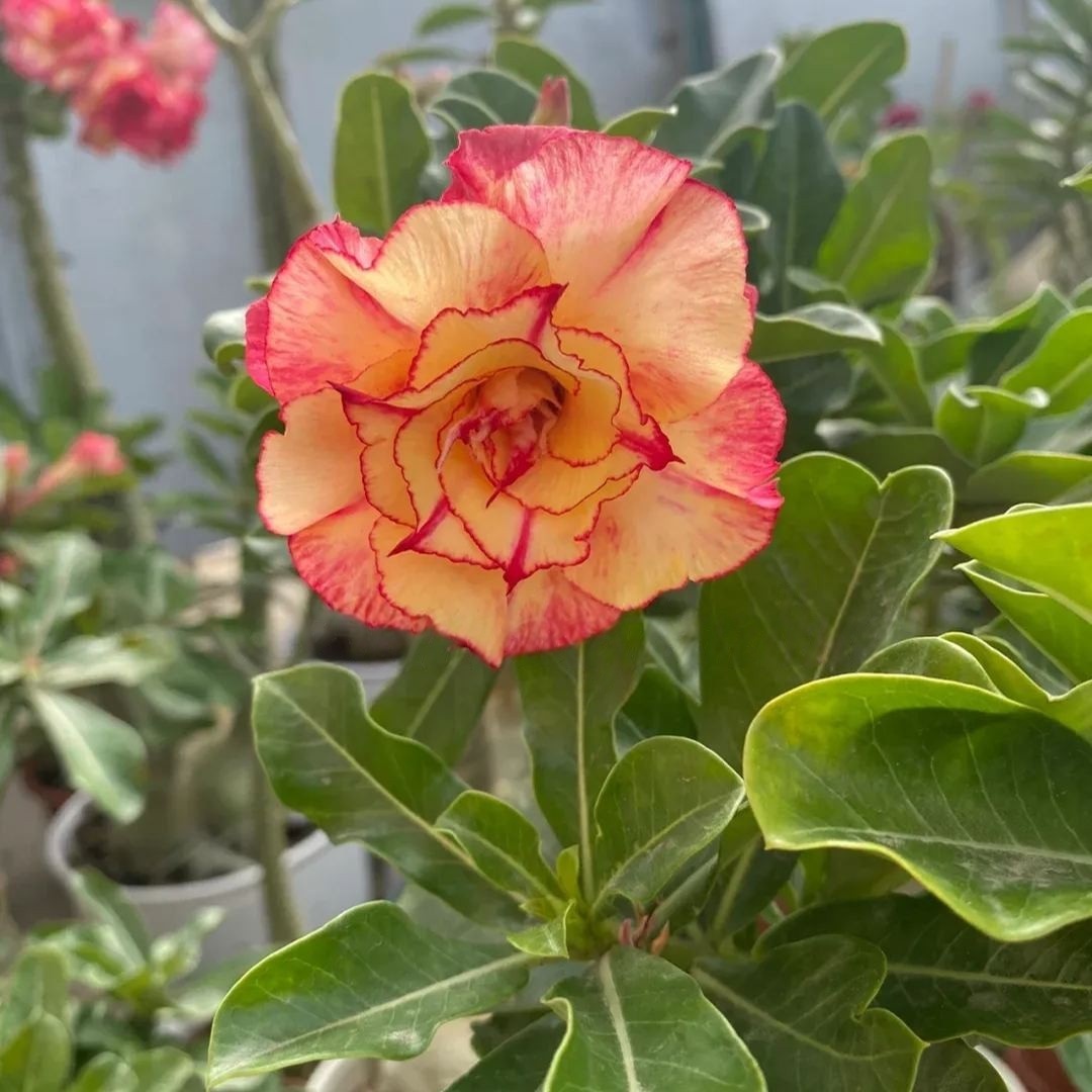 🎁Super easy care! 🌵Desert Rose Bulbs🌸 Adenium Obesum Bulbs