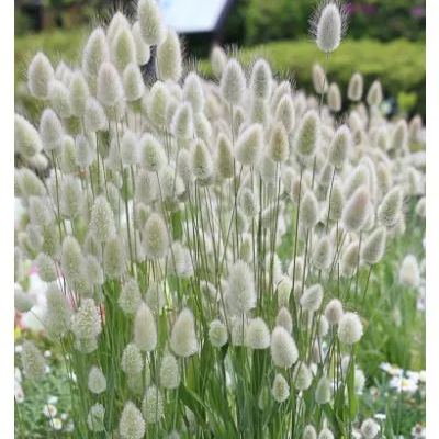 🚀Limited time offer🌈'Hare's Tail Grass' Seeds