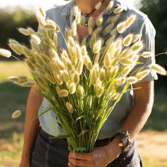 🚀Limited time offer🌈'Hare's Tail Grass' Seeds