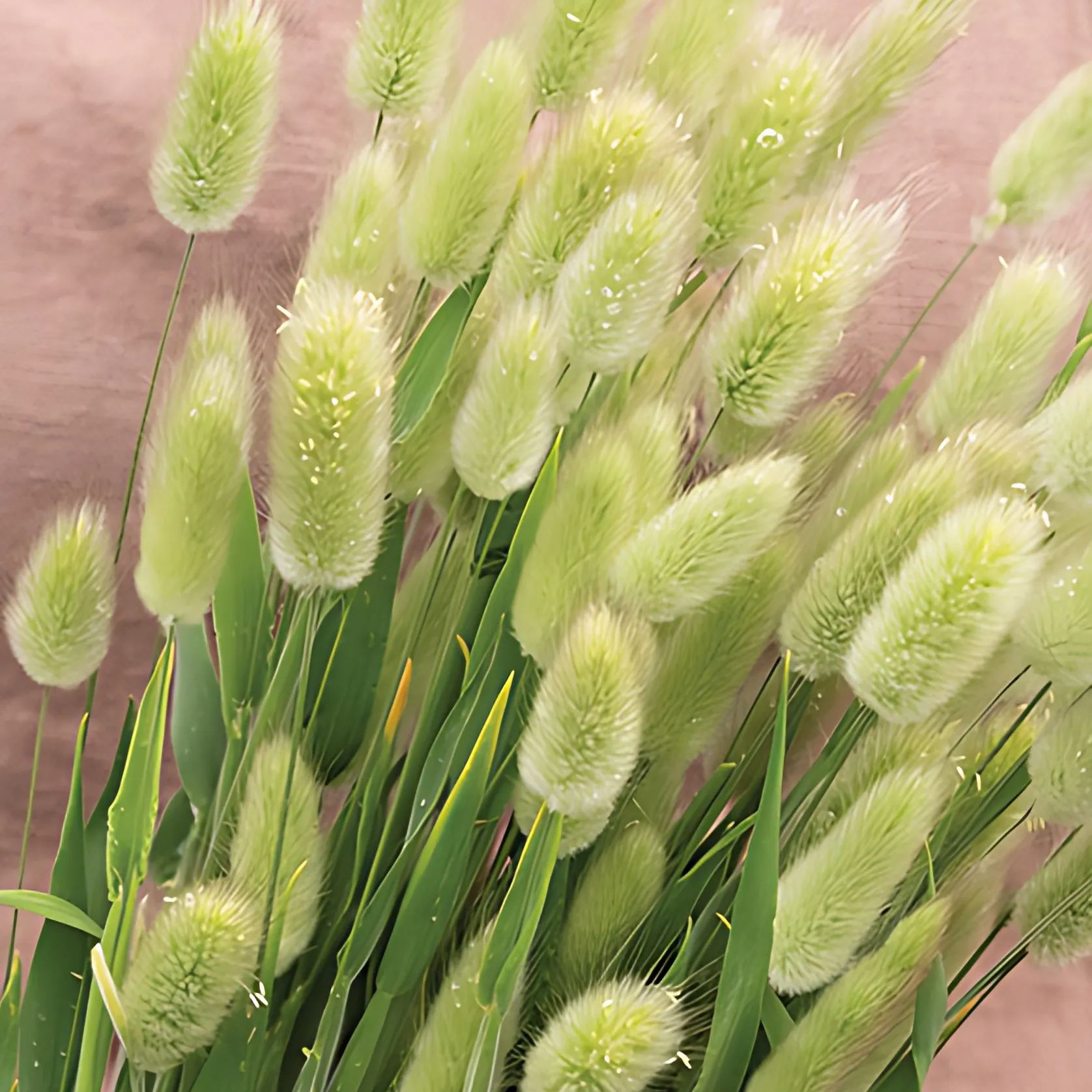 🚀Limited time offer🌈'Hare's Tail Grass' Seeds