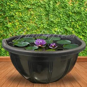 【50% de réduction】Graines Premium de Fleur de Lotus Bonsaï - Germination en 7 jours