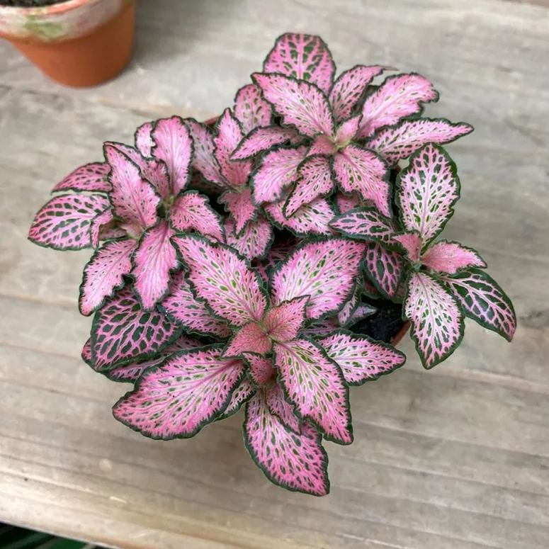 Fittonia Seeds, Nerve Plant Seeds, Mosaic Seeds