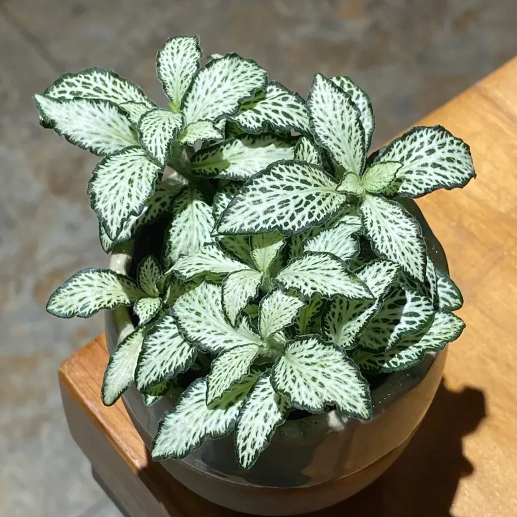 Fittonia Seeds, Nerve Plant Seeds, Mosaic Seeds