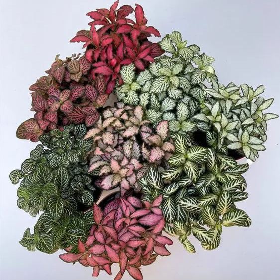 Fittonia Seeds, Nerve Plant Seeds, Mosaic Seeds