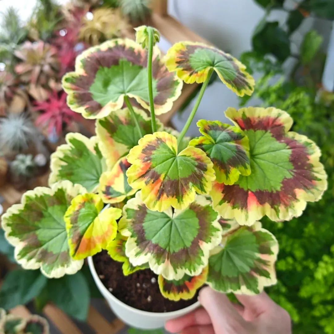 Variegated Geranium Seeds, Colorful Geraniums Seeds