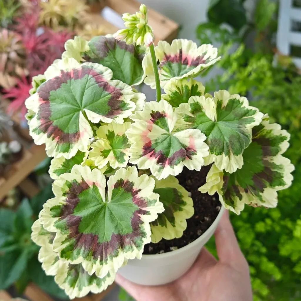 Variegated Geranium Seeds, Colorful Geraniums Seeds